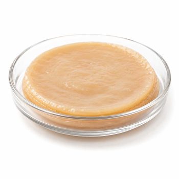 SCOBY Kombucha Vivo y Activo