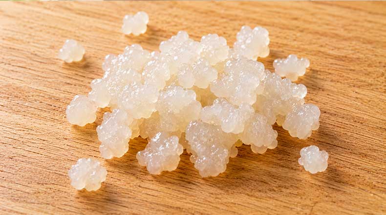 Primer plano de nódulos de kéfir de agua frescos, hidratados y activos listos para fermentación casera