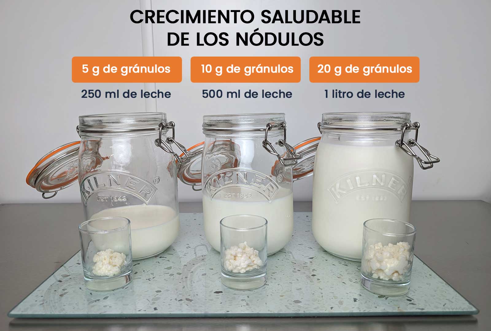 Proporción equilibrada de gránulos de kéfir y leche para favorecer el crecimiento saludable de los nódulos