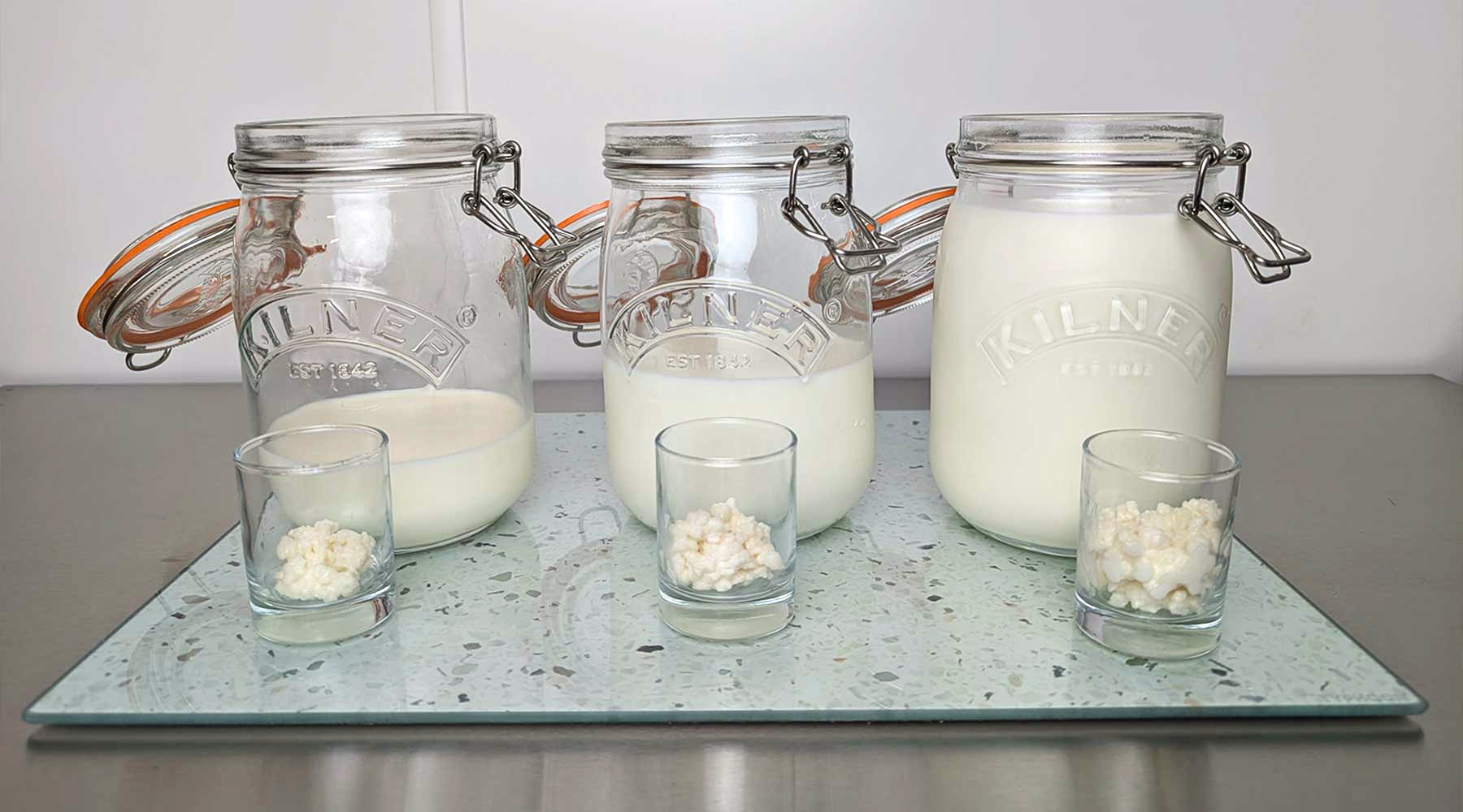 Gránulos frescos de kéfir de leche preparados para fermentar leche