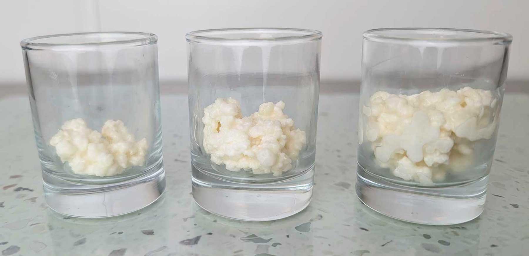 Nódulos naturales de kéfir de leche utilizados para fermentar leche fresca