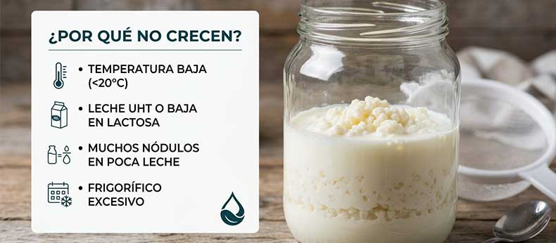 Infografía de NutriBrew que detalla las causas por las que los nódulos de kéfir de leche no crecen: temperatura baja, leche UHT, falta de espacio e inanición por frío.