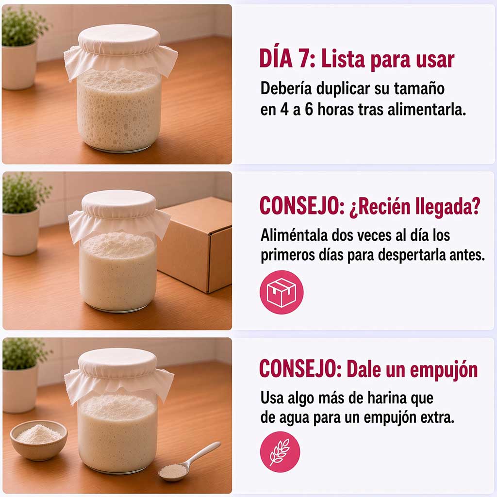 Masa madre lista el día 7 y consejos para activarla más rápido tras el envío