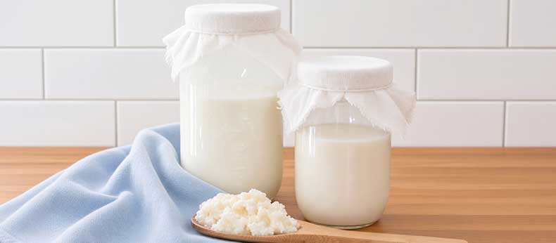 Hongo de kéfir de leche vivo y saludable